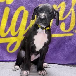 Pearl - Black and white female Great Dane puppy in Gonzales, Louisiana from Anstatt House Of Danes