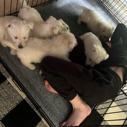 Cooper - Wheaten male Scottish Terrier puppy in Chattanooga, Tennessee from Oodles of Cuties!