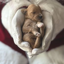 Noelle - Red  female Goldendoodle puppy in Modesto, California from Central Valley Canine Companions