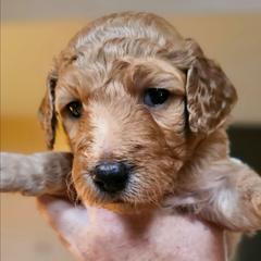 MAPLE - Apricot female Goldendoodle puppy in Harris County, Texas from Cute & Curly Doodles