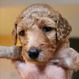 MAPLE - Apricot female Goldendoodle puppy in Harris County, Texas from Cute & Curly Doodles