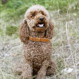 Goldendoodles from Goldilocks Doodles
