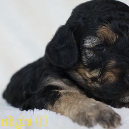 Moonlight - Poodle puppy from K & M Home Kennels