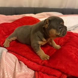 Floyd - Tricolors male French Bulldog puppy in Middletown, Rhode Island from Royal Frenchies LLC