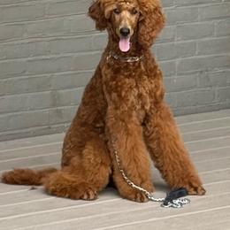 Rosie - Red  female Poodle puppy in Mount Vernon, Illinois from AMC Poodles