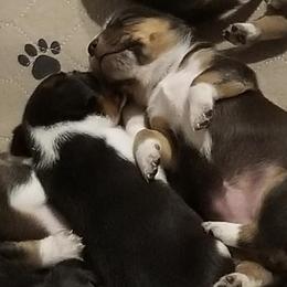 Beagles and Goldendoodles from DSH Farms and Doodles