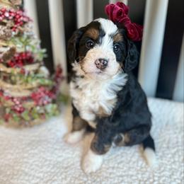 Jasmine - Tri-color female Bernedoodle puppy in Perrysville, Ohio from Pleasant Valley Bernedoodles