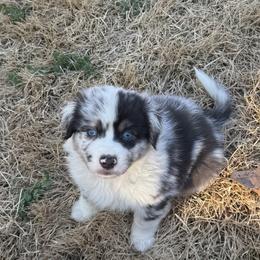 Arrow - Blue merle male Australian Shepherd puppy in Yadkinville, North Carolina from Gold Leaf Farm & Kennels
