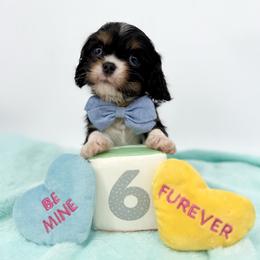 NEBL3 Gene Carrier Munchkin - Tri-color male Cavalier King Charles Spaniel puppy in Louisville, Kentucky from Ali-Mae Cavaliers