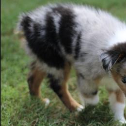 Miniature Australian Shepherd and Toy Australian Shepherd Puppies from Stone & Sage ATX Toy & Mini Aussies