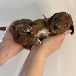 Goldendoodle Puppies from Luna & Willow Goldendoodle Paws 🐾