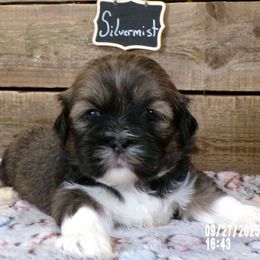 Silvermist - Brown female Lhasa Apso puppy in Jefferson, New York from Absolute Lhasa Love