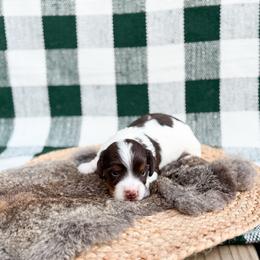 Blue berry pie - Chocolate and tan male Dachshund puppy in Salters, South Carolina from Long-Pine Dachshund