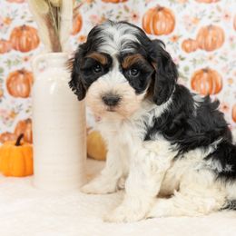 Cockapoo Puppies from Firm Foundation Cockapoos