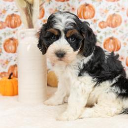 Cockapoo Puppies from Firm Foundation Cockapoos