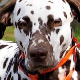 Dalmatians from Loving spots Dalmatians