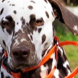 Dalmatians from Loving spots Dalmatians