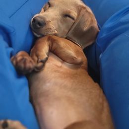 Dachshund Puppies from Bella’s Puppies