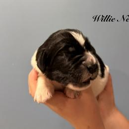 Willie Nelson - White and black male Newfoundland puppy in Tully, New York from Bear Paw Newfoundlands