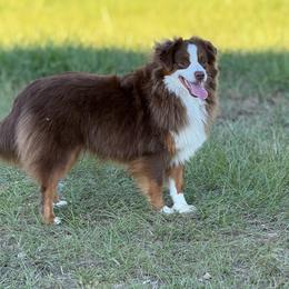 Mazie - Toy Australian Shepherd