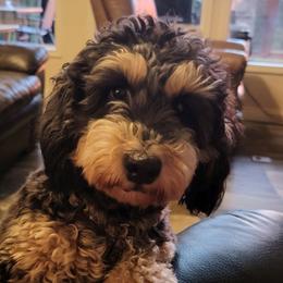 Chloe - Whoodle