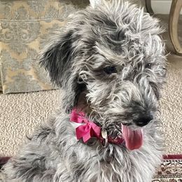 Grace - Labradoodle