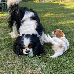 Cavalier King Charles Spaniel Puppies from Snowtrain Cavaliers