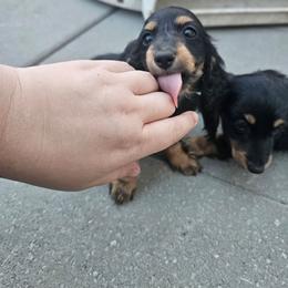 Bella - Black and tan female Dachshund puppy in Pasco, Washington from G & G Kennel