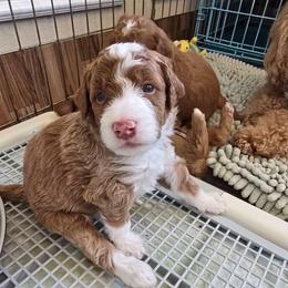 Joshua - Black Collar - Red male Double Doodle puppy in Rowlett, Texas from Parrish Precious Ones Texas