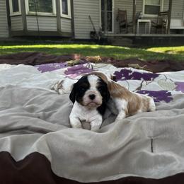 Cavalier King Charles Spaniel Puppies from SHANNON'S CAVALIERS