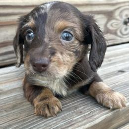 Bentley - Dapple male Dachshund puppy in Industry, Illinois from KDKs Kennels