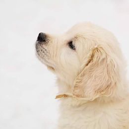 Golden Retriever Puppies from Fiddle In Gold Retrievers