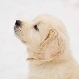 Golden Retriever Puppies from Fiddle In Gold Retrievers
