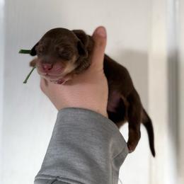 Colin - Chocolate and tan male Dachshund puppy in Greenfield Center, New York from Ridgeview Springers & Dachshunds