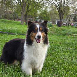 Diva - Shetland Sheepdog