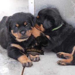 Rottweilers and Shih Tzus from Little Mountain’s Shih Tzus