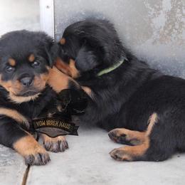 Rottweilers and Shih Tzus from Little Mountain’s Shih Tzus