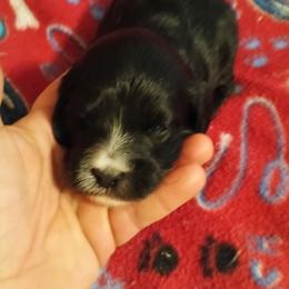 Girl 5 - Black female Cavapoo puppy in East Providence, Rhode Island from Marta's Cavaliers