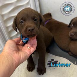 Larimar - Chocolate male Labrador Retriever puppy in Elloree, South Carolina from Moonlight Kennels LLC