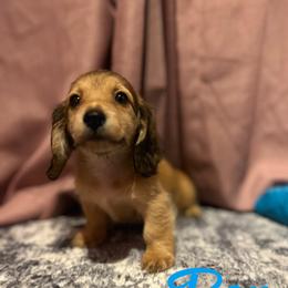 Dachshund Puppies from The long dogs of indiana