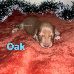 Oak - Cream male Dachshund puppy in Huntington, Texas from Camacho_Dachshunds