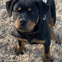 Rottweiler Puppies from Rottweilers Vom Haus Forte