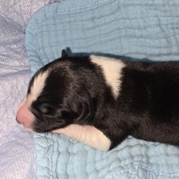 Douglas - Black and white male Border Collie puppy in Chino Valley, Arizona from Dog Pond Border Collies
