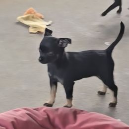 Tilly - Black and tan female Chihuahua puppy in Amity, Pennsylvania from Baxters Chihuahuas