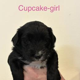 Aussiedoodle Puppies from James Ruby Farms