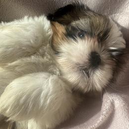 Shih Tzu puppies from Animal Crackers