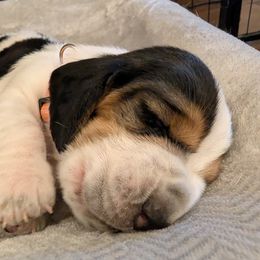 Arlo- Orange Collar - Black white and tan male Basset Hound puppy in Duchesne, Utah from HI Desert Hounds