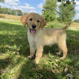 Golden Retriever Puppies from Hearth & Homestead