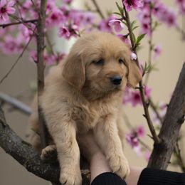Cavalier King Charles Spaniel and Golden Retriever Puppies from Tsarevich Goldens and Cavaliers