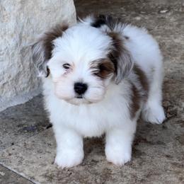 Havanese Puppies from Delightful Havanese